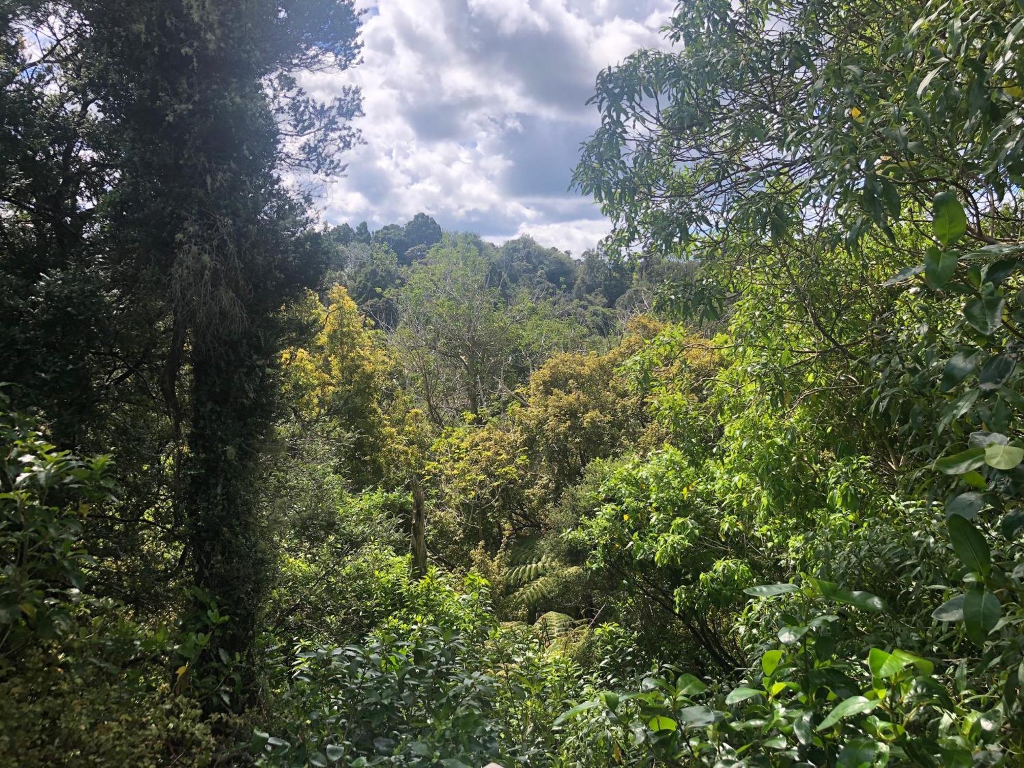 Kaka Ridge Retreat Bush Hideaway Διαμέρισμα Tawharanui Εξωτερικό φωτογραφία